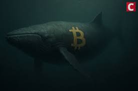 New Bitcoin Whales Are ‘Underwater’: Analyst Expects High Volatility | Bitcoin Retests STH Co…
