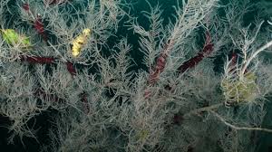Largest ever seen centuries-old coral found in New Zealand | Divers Stumble Upon A Ghostly Figure…