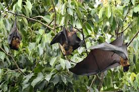 Officials Report Outbreak of Deadly Nipah Virus, Which Has No Cure | Health experts scramble to c…