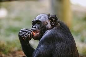 Ape cracks exhibit’s glass as it launches at Memphis Zoo visitors | Incident with visitor leads t…