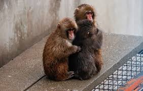 Punch-ing up: lonely monkey finds a real-life girlfriend | Punch, the viral baby monkey, may be o…