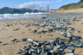 ‘By the Wind Sailors’ Invade California Beaches by the Thousands | Thousands of sea creatures…