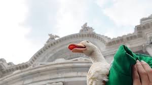 El pato Merlín, la mascota no oficial de México | Pato Merlín, nombrado embajador de la CDMX d…