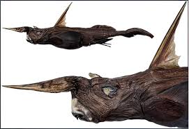 Scientists Discover New Deep-Sea Ghost Shark Species Off Costa Rica | Scientists Discover New “Gh…