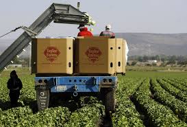 Lettuce Grower Taylor Farms to Pull Parasite-Linked Products | Is it safe to eat lettuce? | What …