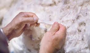 Merino wool prices rebound, crossbreds lag | Mixed results as volumes ease | Merino fleece lifts …