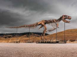 Mystery bidder buys T. rex nicknamed ‘Gus’ for a record $50 million | Gus the $50m T-rex breaks d…