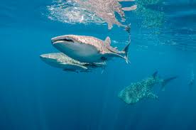Notizie da record: lo squalo balena è il pesce più grande del mondo! | Al via la stagione degli…