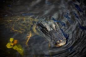Woman Wading in Central Florida River Is Fatally Bitten by Alligator | Alligators injure three, o…