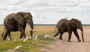 Death of 15 elephants in Kenyan national park sparks outrage, investigation | Amboseli elephant d…