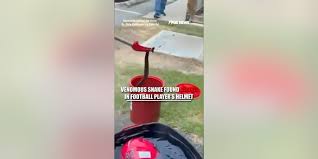 Venomous SNAKE found HIDING in football player’s helmet | Venomous cottonmouth discovered in Maum…